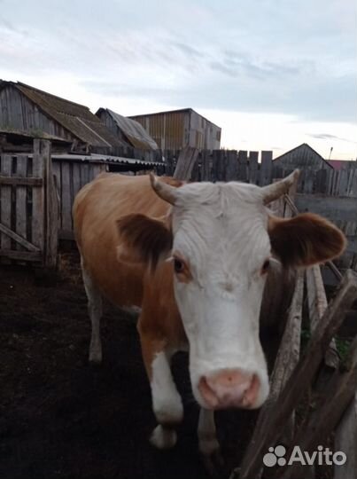 Продается телка 2,5 лет