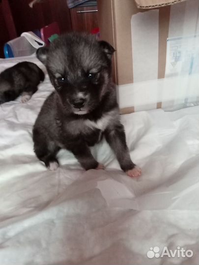 Щенки хаски