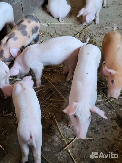 Поросята