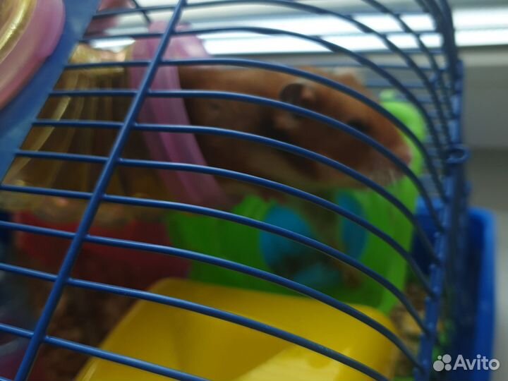 Джунгарский хомяк с клеткой