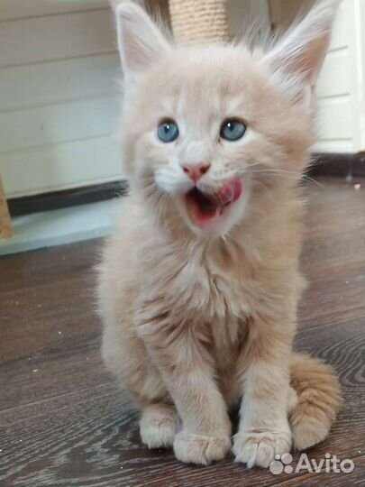 Котята резерв