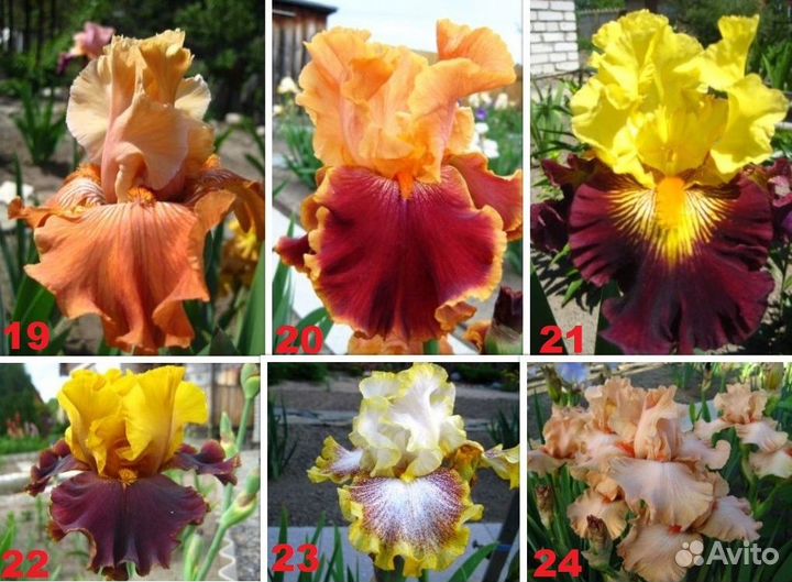 Сортовые ирисы Tall Bearded-класса