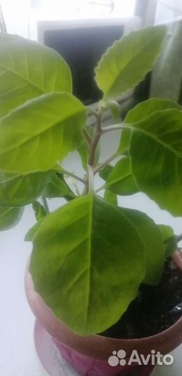 Джинура. Шпинат долголетия