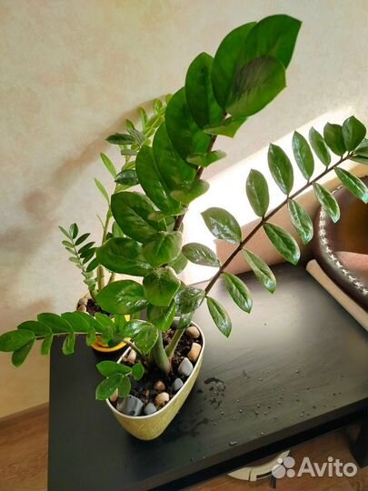 Замиокулькас