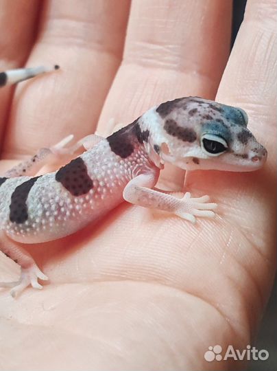 Эублефар малыши, самцы