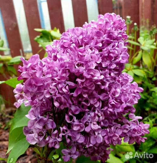 Сирень Примароуз (желтая) и другие сорта