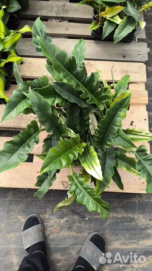 Цветы комнатные