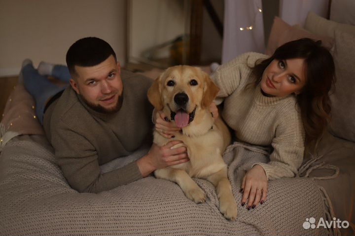 Голден ретривер на фотосессию/съемки