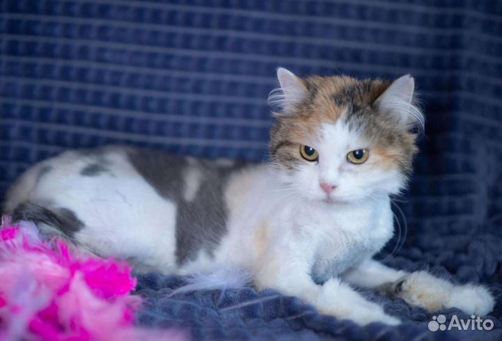 Трёх цветная кошка