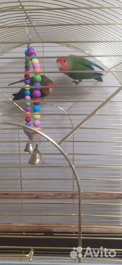 Попугаи - неразлучники