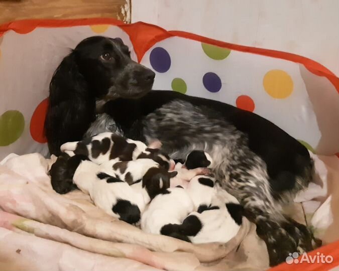 Щенки русского спаниеля
