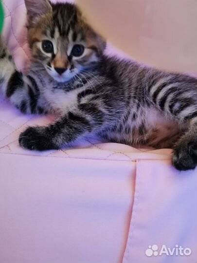 Курильский бобтейл