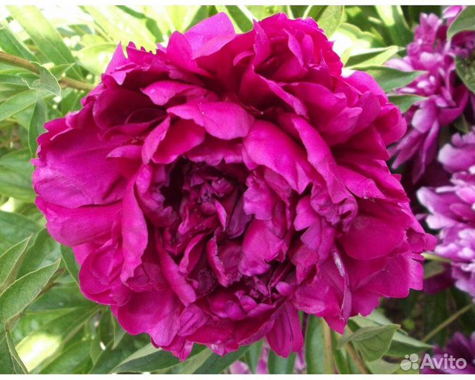 Пион молочноцветковый Marie Brand