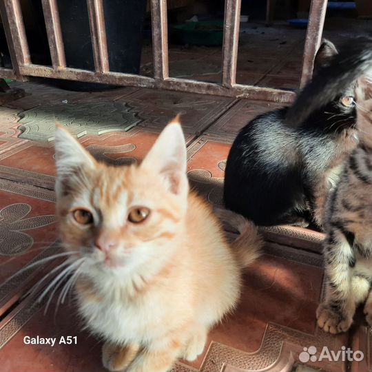 Кошка в дар