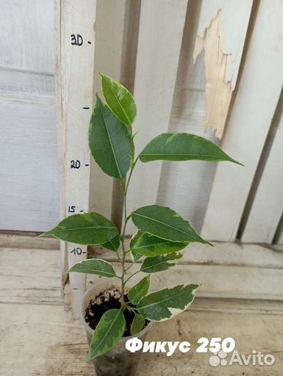Комнатные цветы растение фикус