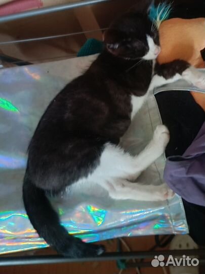 Передержка животных