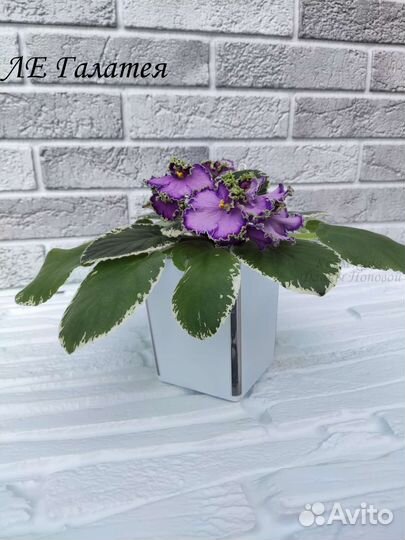 Сортовые фиалки стартеры