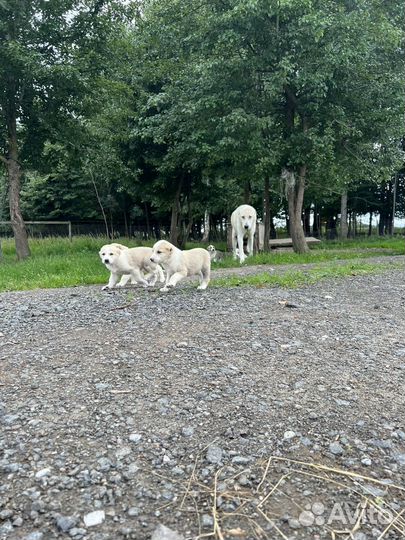 Щенки алабая
