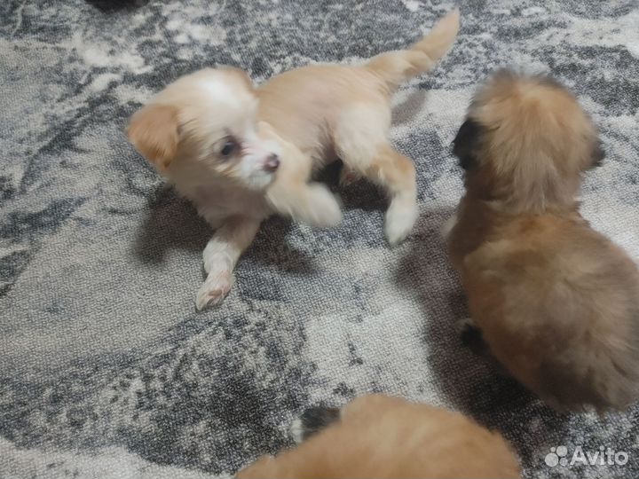 Щенки китайской хохлатой пуховой