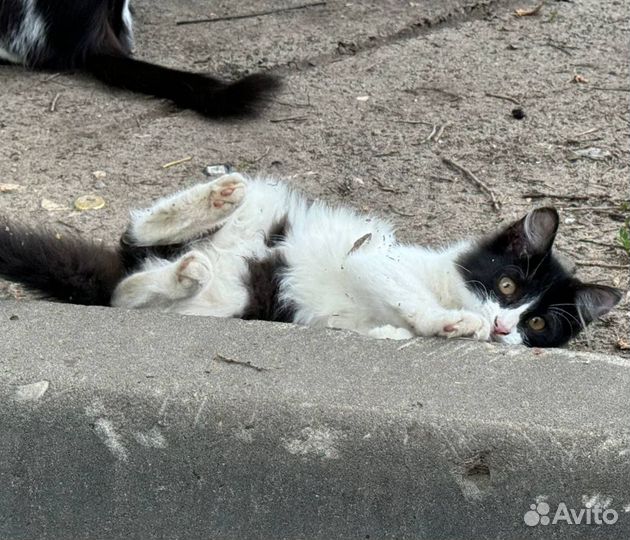 Котенок в добрые руки