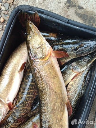 Аренда лодочного мотора, лодки