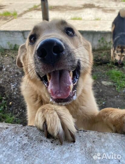 Собака в добрые руки