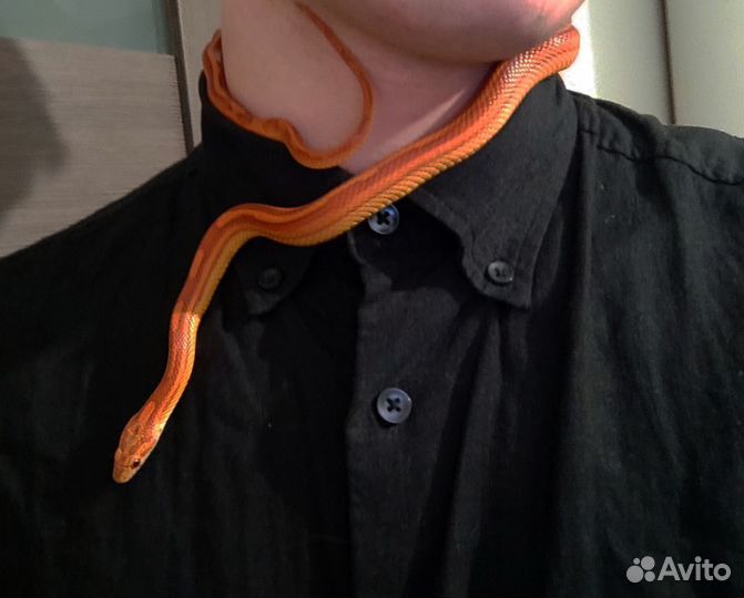 Змея маисовый полоз