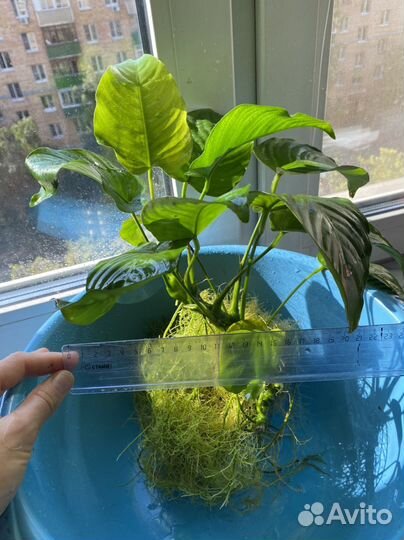 Куст анубиса