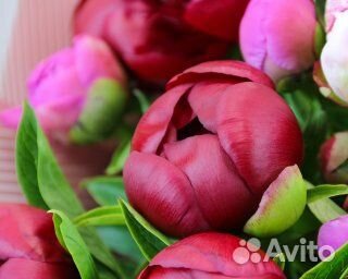 Букет из 25 пионов (Premium) микс