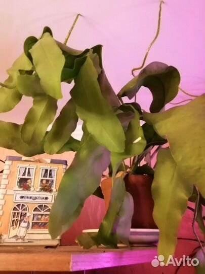 Лесной кактус Царица ночи