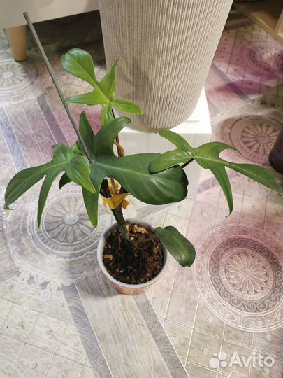 Филодендроны