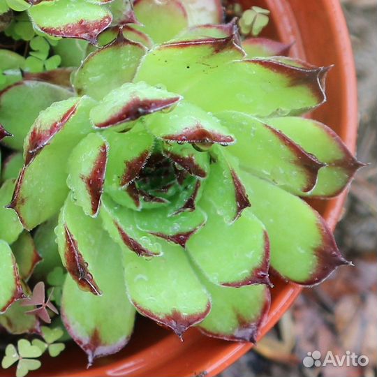 Молодило - каменная роза, суккулент