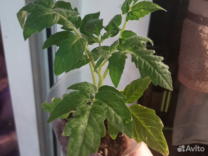 Рассада томатов для открытого грунта