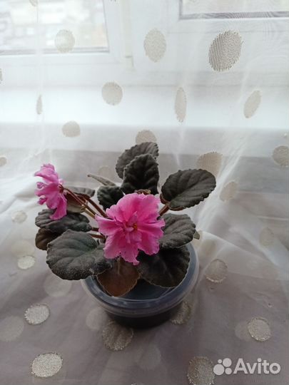 Сортовые фиалки