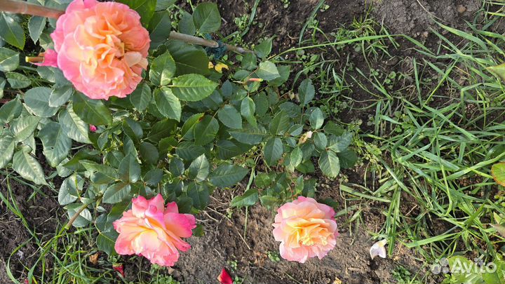 Розы садовые