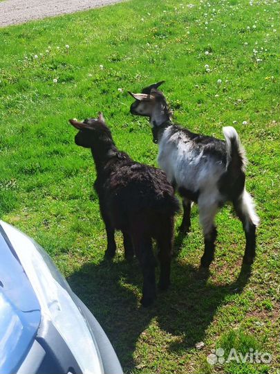 Коза дойная