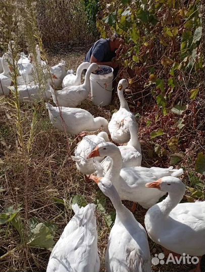 Продам гусей