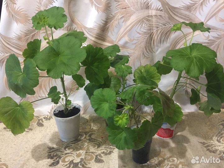 Комнатные цветы. Герань. Колеус