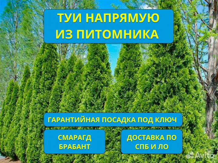 Туи Брабант Смарагд из Питомника + Гарантия
