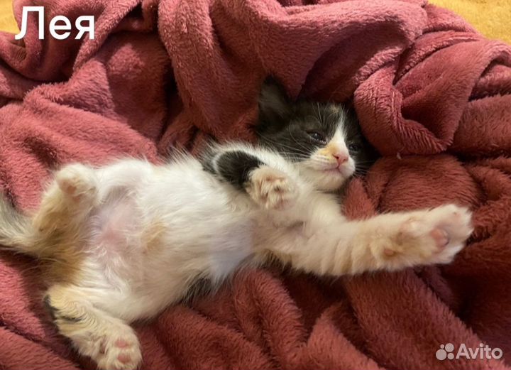 Котята в добрые руки
