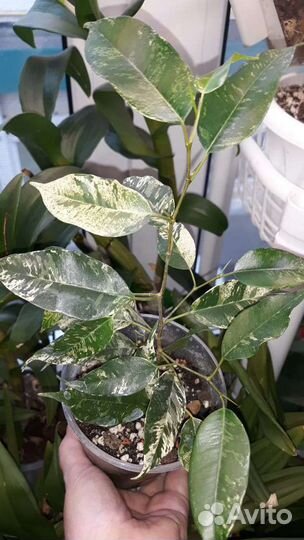 Фикус Эльдрадо