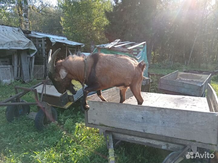 Вязка козел