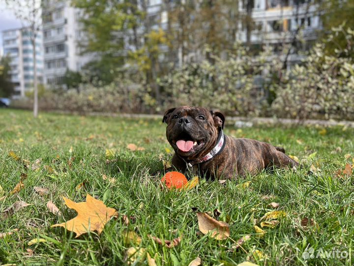 Вязка английский стаффордширский бультерьер