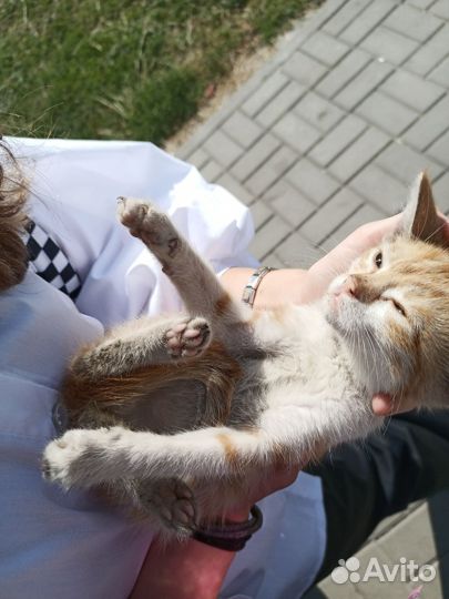 Котёнок
