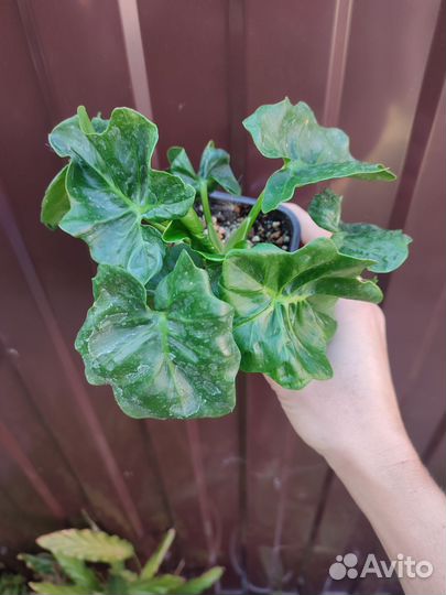 Филодендрон Атом