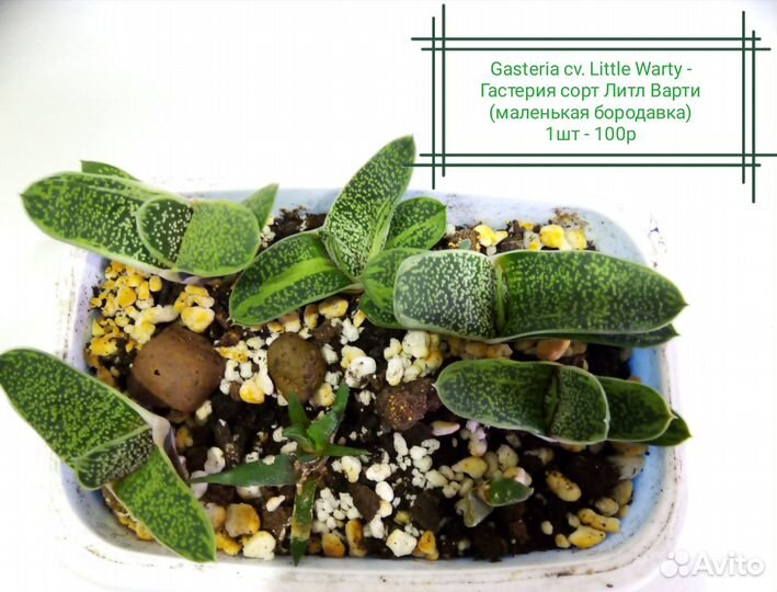 Суккуленты 2