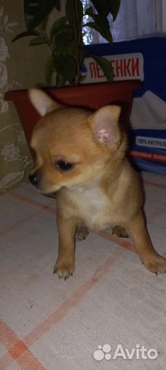 Супер мини чихуахуа