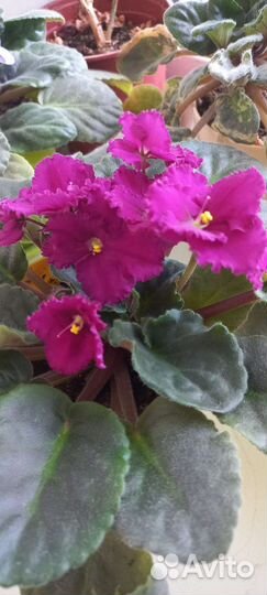 Сортовые фиалки, мини