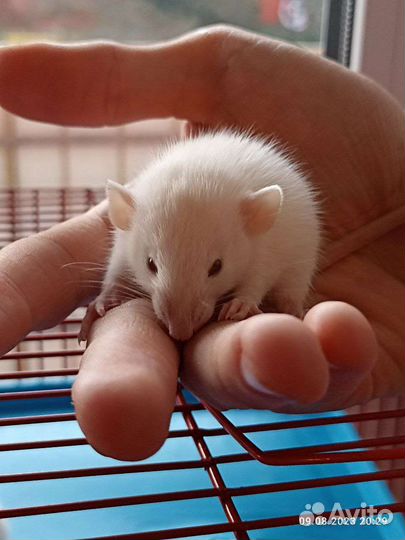 Крысы декоративные альбиносы