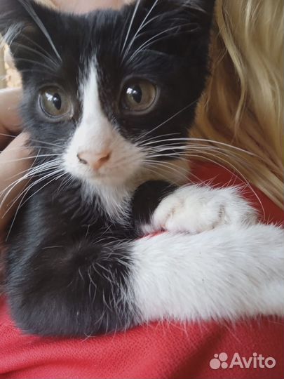 Котёнок бесплатно (мальчик)